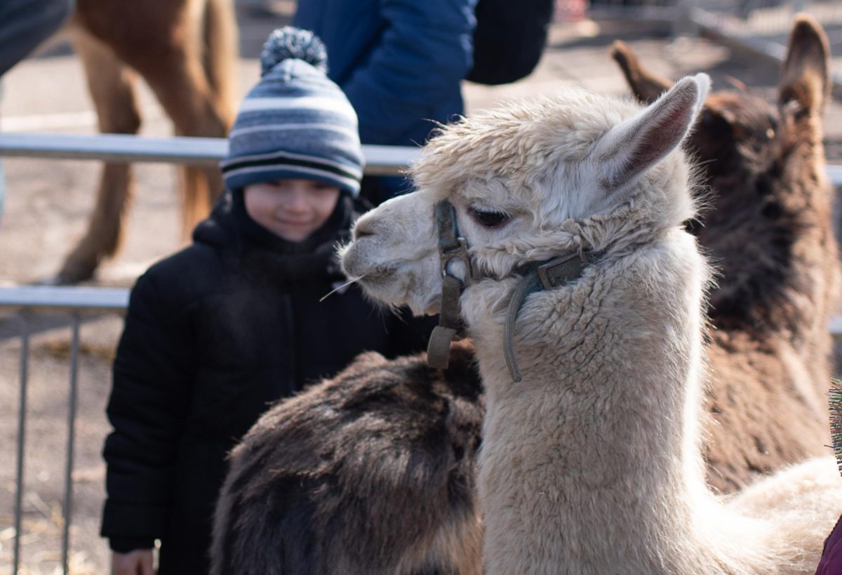 A young child looks at a llama up close at the Family Petting Zoo exhibit presented by Michigan First Credit Union. Located next to the Ice Playground, the friends at Carousel Acres offered a hands on experience with horses, donkeys, goats. sheep, alpaca and even a baby calf on Feb. 3, 2024 at the Plymouth Ice Festival in downtown Plymouth, Michigan.

