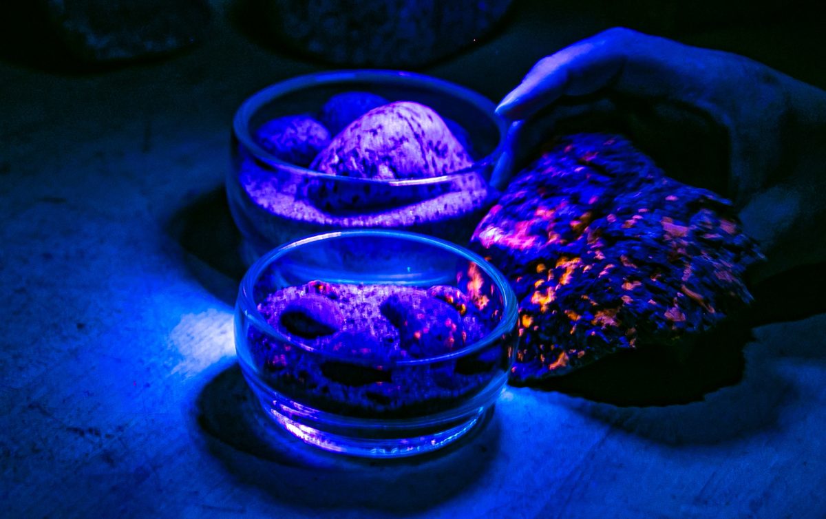 Some rocks react with a glow from UV light  at the Optical World of Minerals workshop on March 14, 2024 in the Forum Building.
