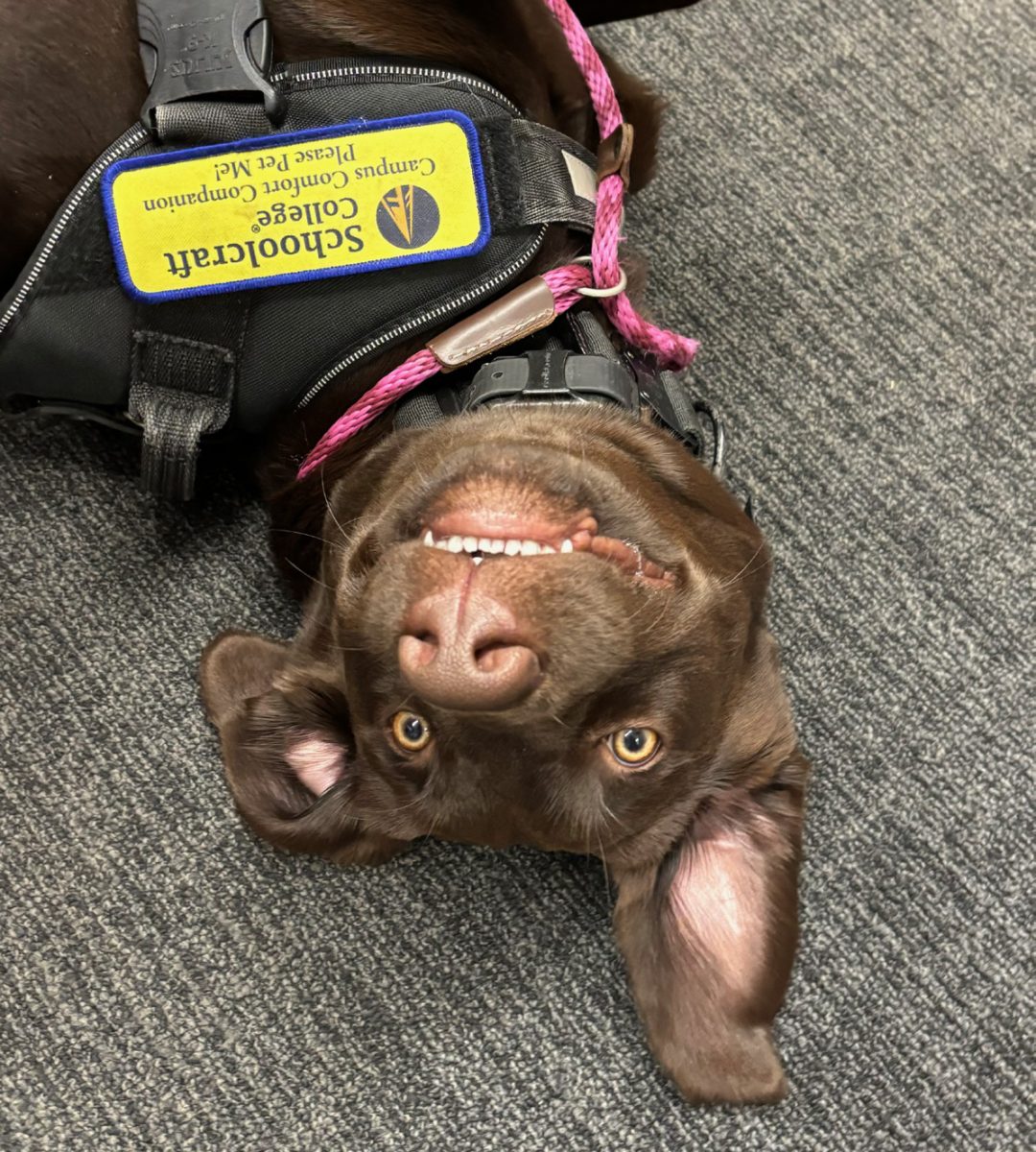 Comfort dog Copper posing for the camera. 