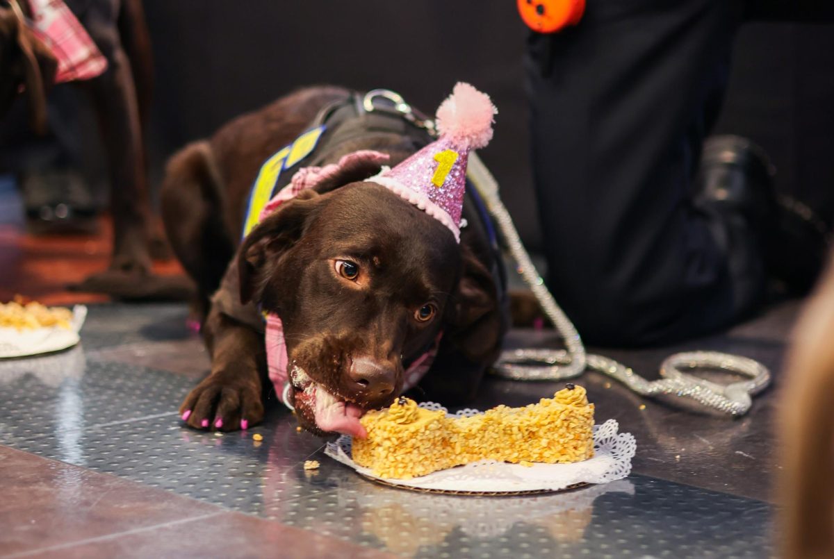 On January 29, the Five SC Comfort Companions celebrated their 1st birthday with the campus community. 