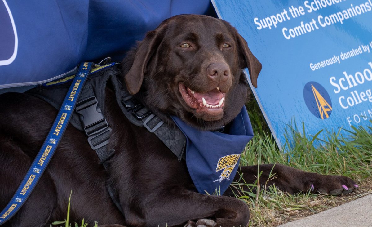 One of Schoolcraft's Campus Comfort Dogs is all smiles at Ozzypalooza on August 27, 2025.