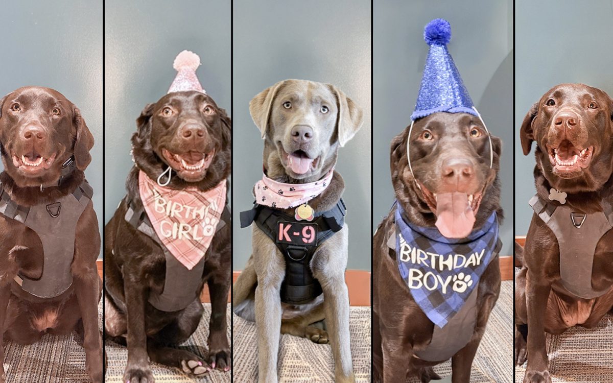 Schoolcraft’s five therapy dogs have made an impact on the campus community since they arrival two years ago. (Photo courtesy of Schoolcraft College Marketing Department).